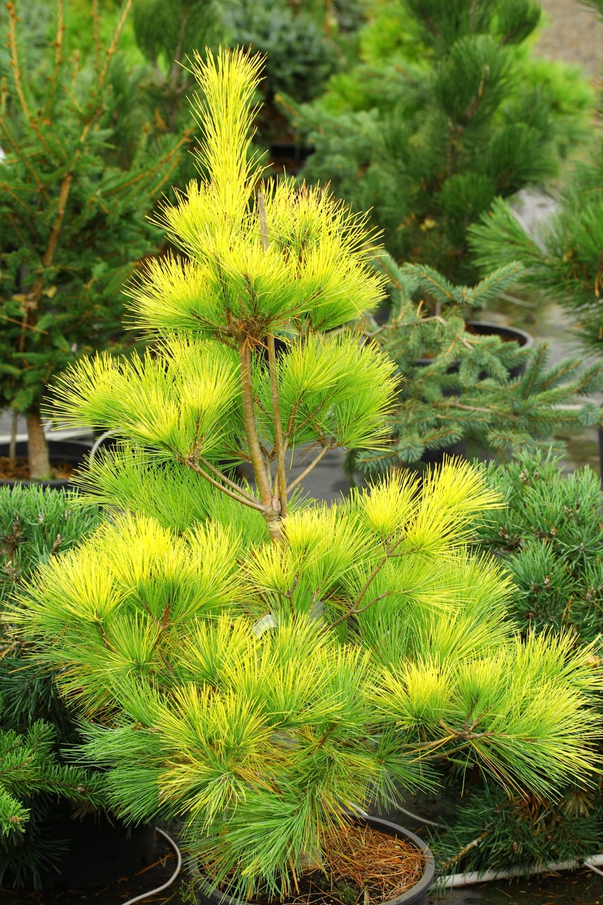Pinus strobus Louie white pine globose pyramidal evergreen conifer gold yellow