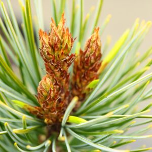 Pinus koraiensis 'Tsingtao'