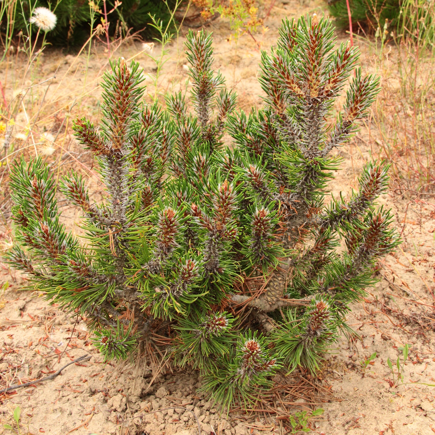 Shamrock Shorty Bosnian Pine