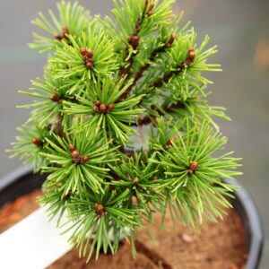 Pinus mugo 'Real Little'