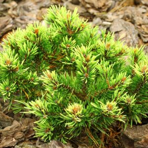 Pinus mugo ‘Bimbo’ Mugo Pine
