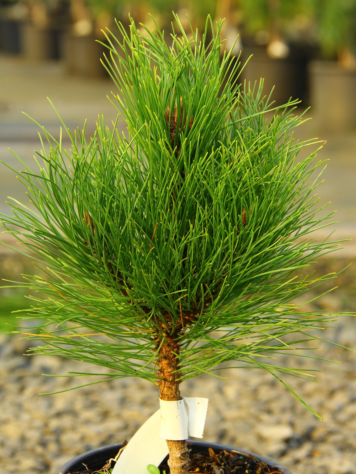 Kate Red Pine