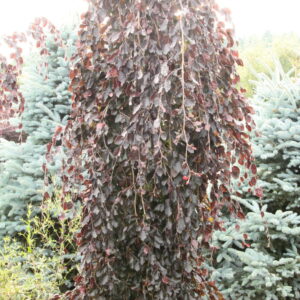 Purple Fountain European Beech