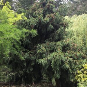 acrocona norway spruce