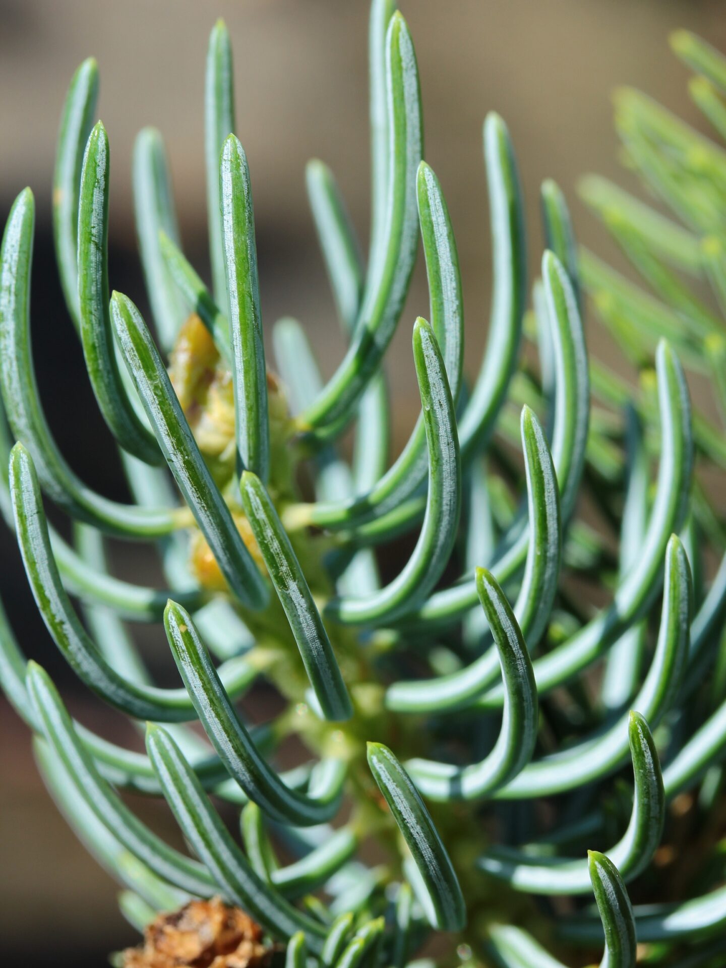 Chevreleoup Dragon Spruce