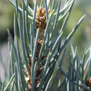 Pinus monophylla 'Owens Ball'