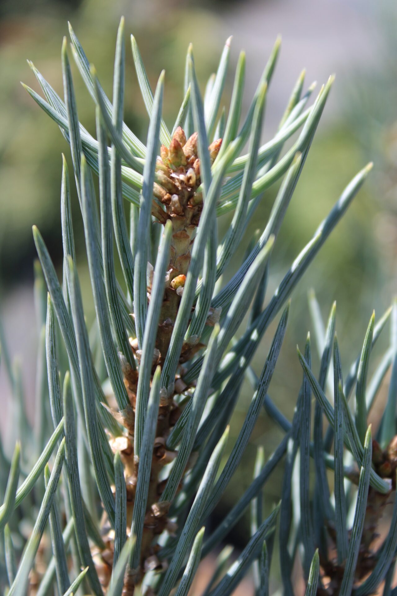 Pinus monophylla 'Owens Ball'