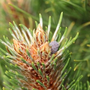 Pinus resinosa ‘Nobska’