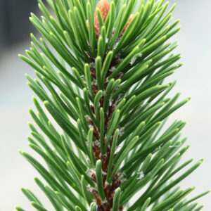 Pinus mugo 'Cranberry Candle'