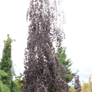 Fagus sylvatica 'Purple Fountain