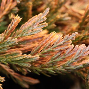Juniperus horizontalis 'Copper Harbor' Creeping Juniper