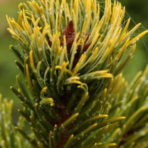 Pinus aristata 'Lemon Frost'