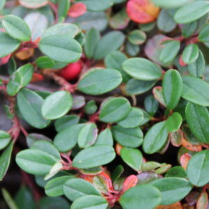 Streib's Findling Cotoneaster