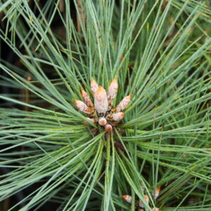 Pinus sabiniana 'Gandalf' (Gray Pine)