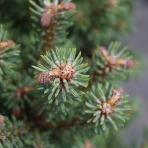 Pinus sylvestris 'Stocking Stuffer'