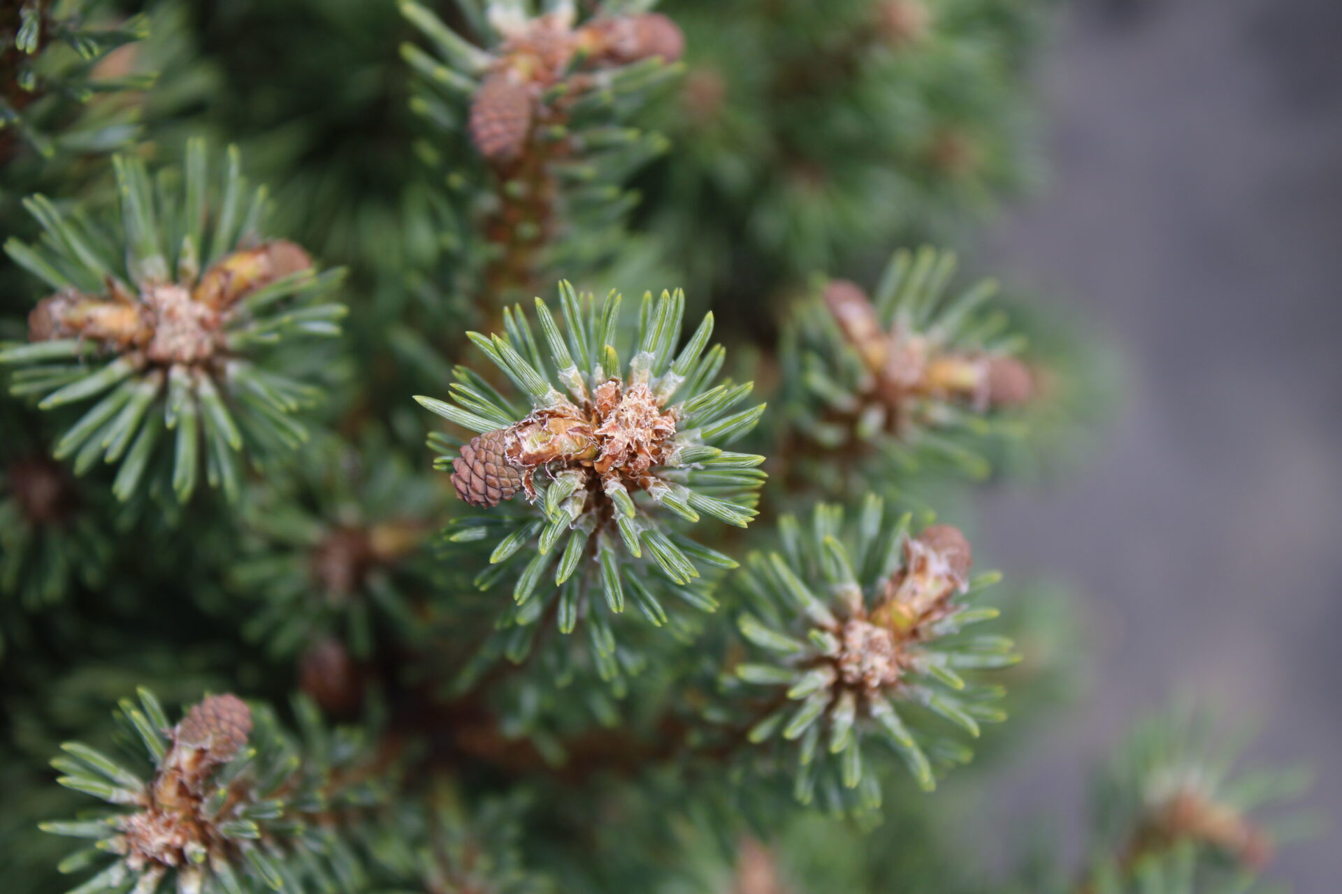 Pinus sylvestris 'Stocking Stuffer'