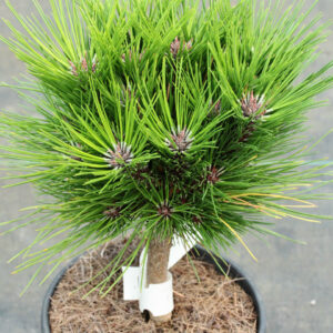 Malonyana Compact Japanese Red Pine
