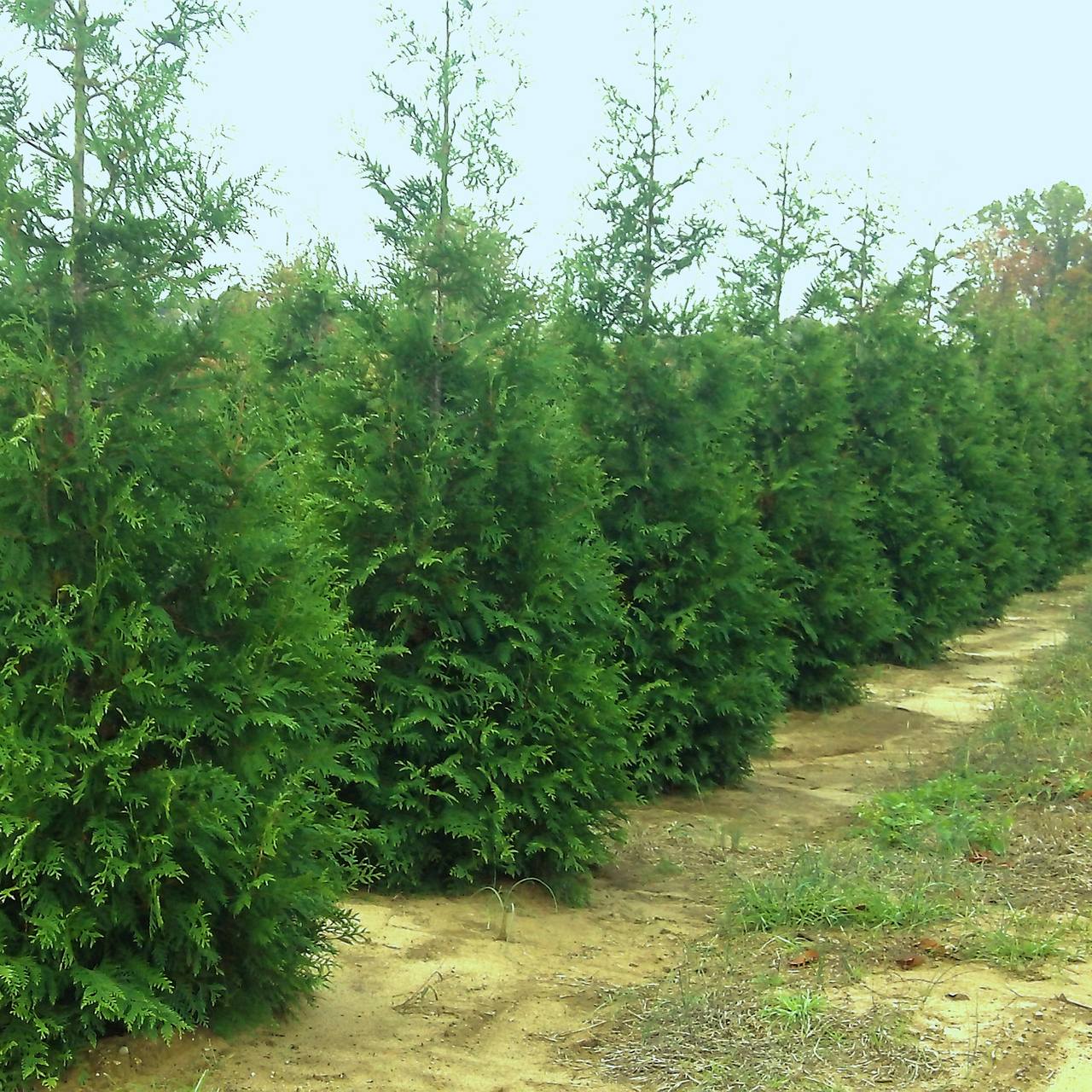Where to plant green giant arborvitae