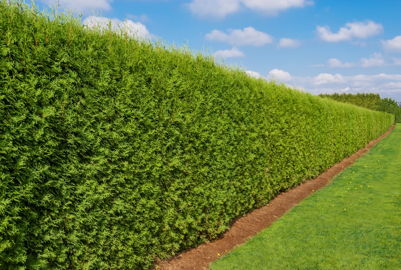fastest growing hedges for creating privacy borders