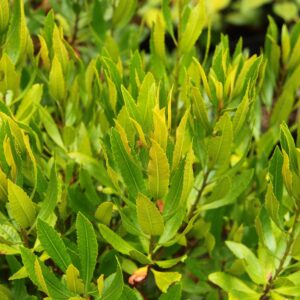 Myrica californica Evergreen hedge