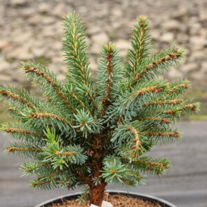 Picea omorika 'Armintrout's Globe'