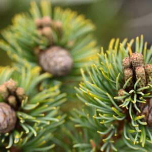 Pinus parviflora Beran