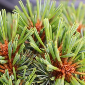 Spring Grove Korean Pine