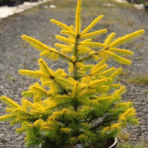 Goldenrods Norway Spruce