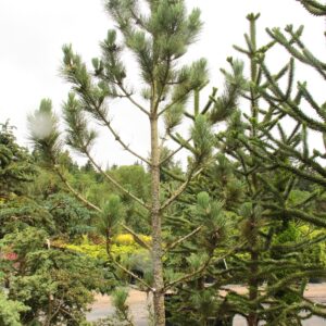 Two-Dot Columnar Ponderosa Pine