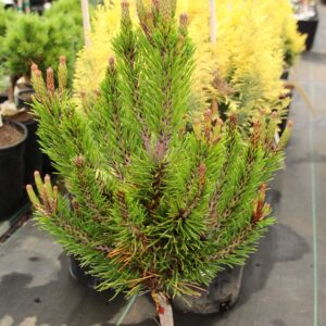 Pinus virginiana 'High Five'