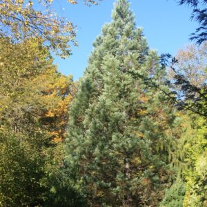 Sequoiadendron giganteum 'Hazel Smith'