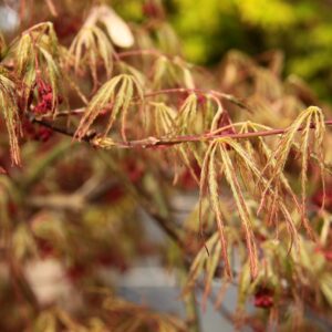 Acer palmatum 'Dr. Brown'