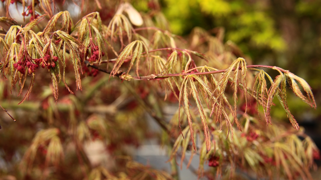 Acer palmatum 'Dr. Brown'