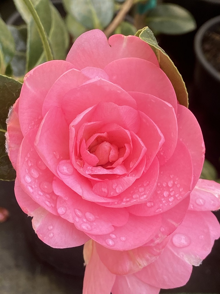 Camellia x williamsii 'Water Lily' Hybrid Cameilia