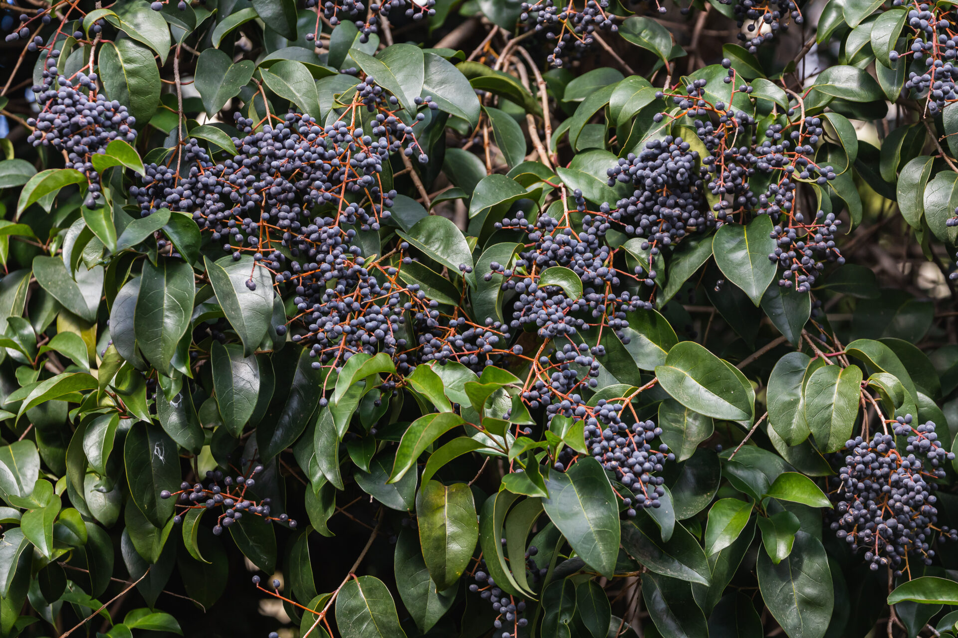 In nature, berries are ripe on ordinary ligustrum japonicum