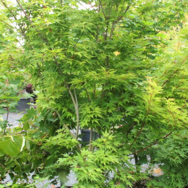 Acer palmatum 'Miss Piggy' Specimen 2614
