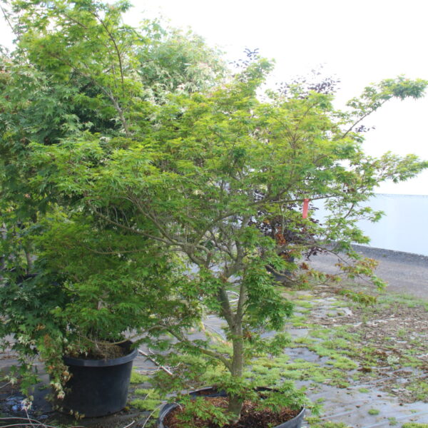 Acer palmatum 'Seiun kaku' Specimen 2618