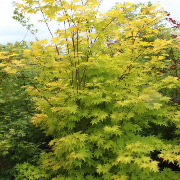 Acer palmatum 'Summer Gold' Specimen 2615