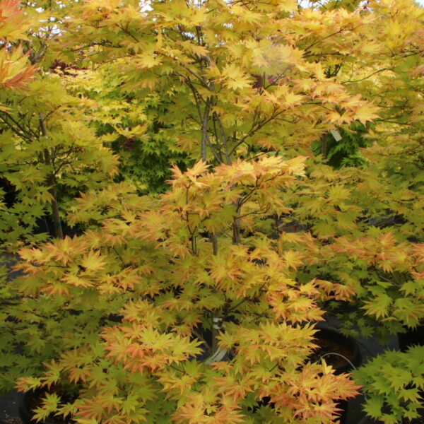 Acer shirasawanum 'Autumn Moon' Specimen 2609