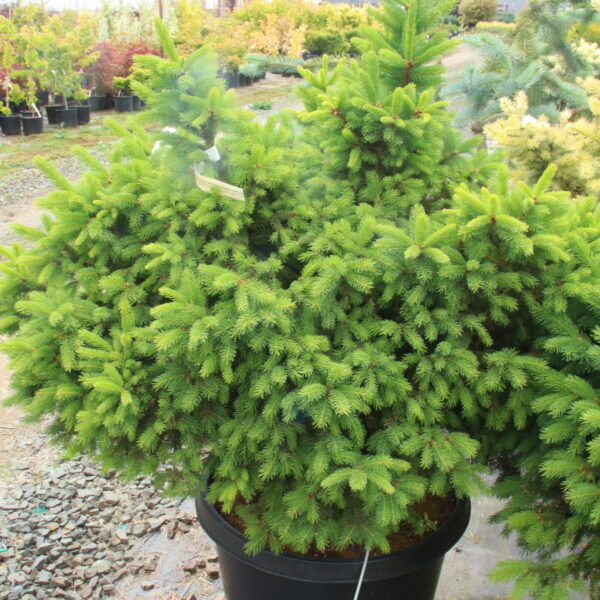 Picea abies 'Stephanie's Green Golf Ball' Specimen 2645