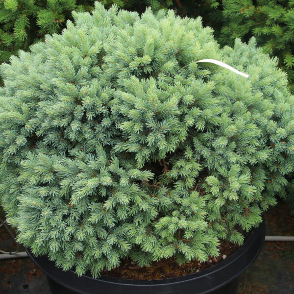 Picea glauca 'Ryder's Blue' Specimen 2654