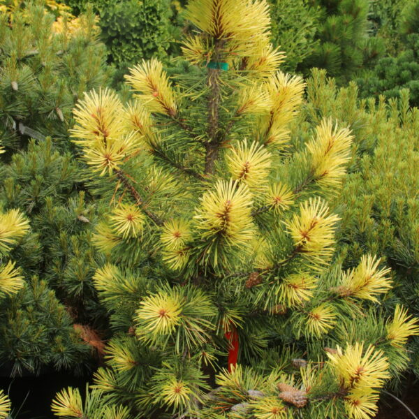 Pinus contorta var. latifolia 'Taylor's Sunburst' Specimen 2641