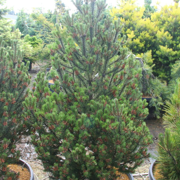 Pinus mugo 'Paul's Dwarf' Specimen 2623