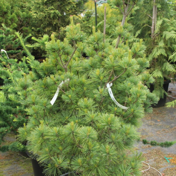 Pinus strobus 'Windswept WB' Specimen 2664