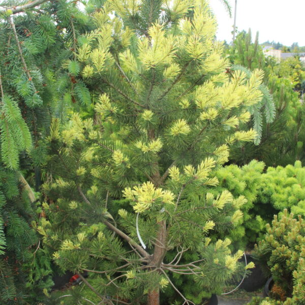 Pinus sylvestris 'Candlelight' Specimen 2655