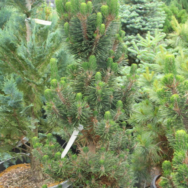 Pinus thunbergii 'Kotobuki' Specimen 2660