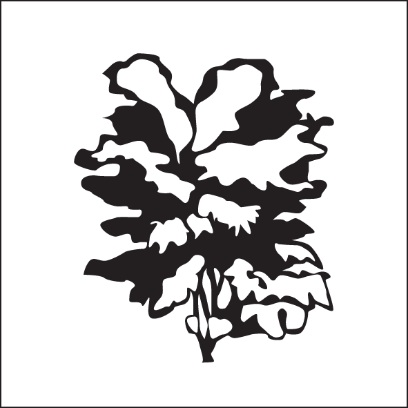 33-upright-open-branching-and-leaves.png